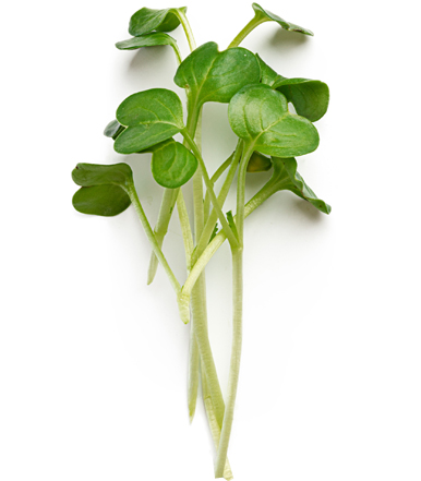 zicari, zicari greenhouse, zicari greenhouses, bedding plants, market, greenhouse dunnvile, ON, lowbanks, microgreens, garden vegetables, vegetable market, season vegetables