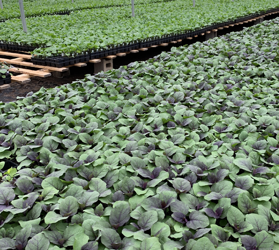 zicari, zicari greenhouse, zicari greenhouses, bedding plants, market, greenhouse dunnvile, ON, lowbanks, microgreens, garden vegetables, vegetable market, season vegetables