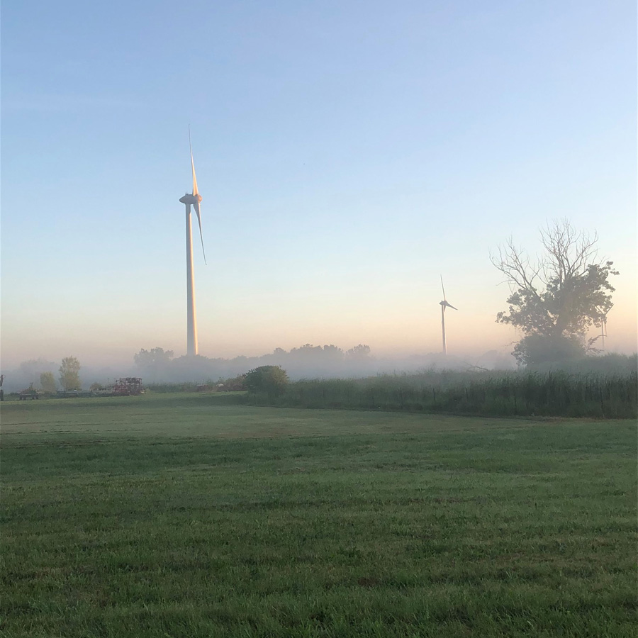 zicari, zicari greenhouse, zicari greenhouses, bedding plants, market, greenhouse dunnvile, ON, lowbanks, microgreens, garden vegetables, vegetable market, season vegetables