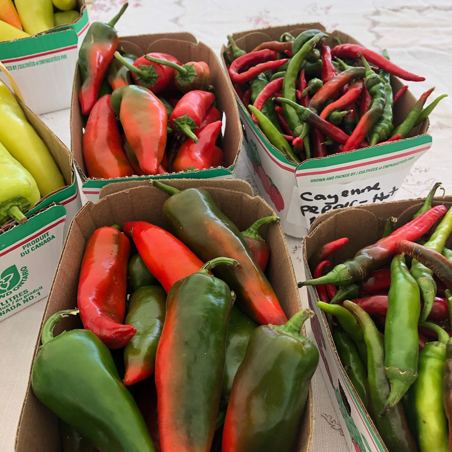 zicari, zicari greenhouse, zicari greenhouses, bedding plants, market, greenhouse dunnvile, ON, lowbanks, microgreens, garden vegetables, vegetable market, season vegetables