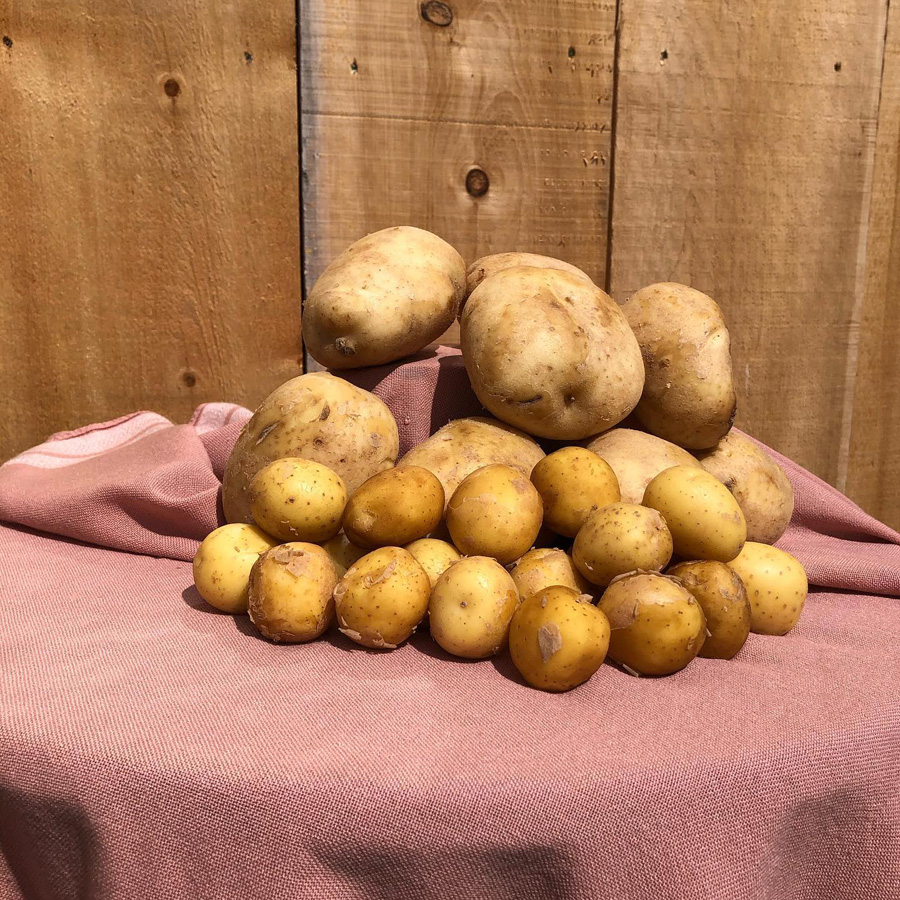 zicari, zicari greenhouse, zicari greenhouses, bedding plants, market, greenhouse dunnvile, ON, lowbanks, microgreens, garden vegetables, vegetable market, season vegetables