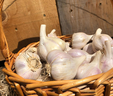 zicari, zicari greenhouse, zicari greenhouses, bedding plants, market, greenhouse dunnvile, ON, lowbanks, microgreens, garden vegetables, vegetable market, season vegetables